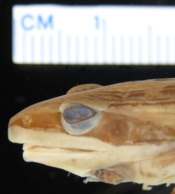 Media type: image; Herpetology A-26990
